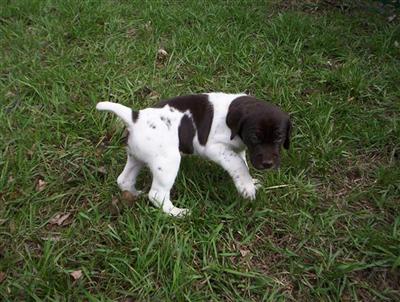 Puppies in SD